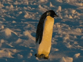penguin_animated_cm_20120121_00144_003 (320x240, 665Kb)