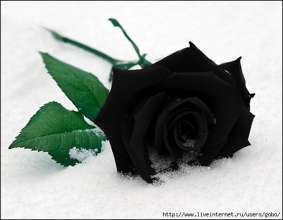 black-rose-flowers-Rose-King-of-the-Flower-k-album-Rose-Pictures-2-ngi-5-extras-roses2-music-lovers-album-just-for-fun_large (550x429, 90Kb)