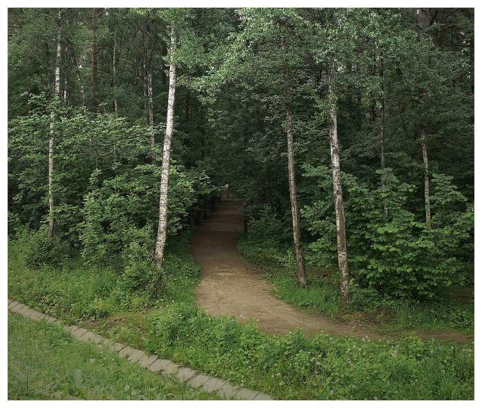 Забеги в Алёшкинском лесу: Спортивные моменты Дары природы Фотогалерея природы н