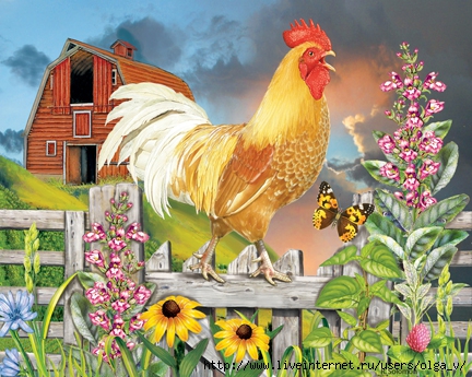 Yellow Rooster Greeting the Day72 (1) (432x345, 176Kb)