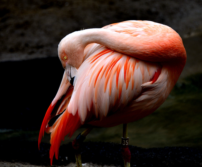 Flamingo_01 (700x581, 237KB)