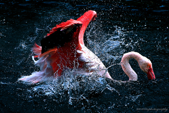 Flamingo_16 (700x467, 475Kb)