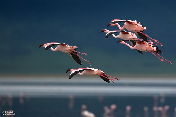 Flamingo_13 (700x466, 120Kb)