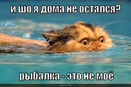 YMF9nR8Nkgc (500x333, 41Kb)