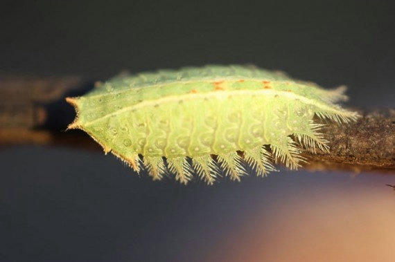 15 (570x379, 55KB)