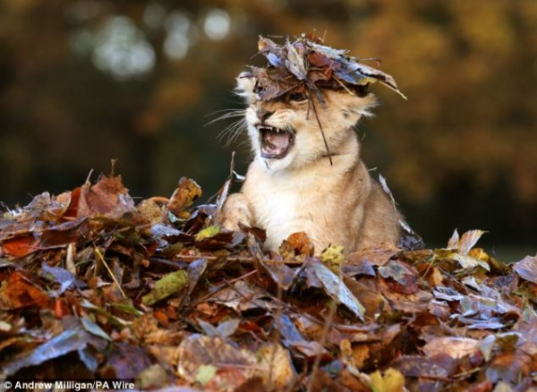 Adorable-lion-cub-Karis-loves-playing-with-Autumn-leaves-600x438 (600x438, 241Kb)
