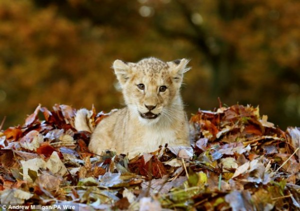 Adorable-lion-cub-Karis-loves-playing-with-Autumn-leaves10-600x422 (600x422, 238Kb)