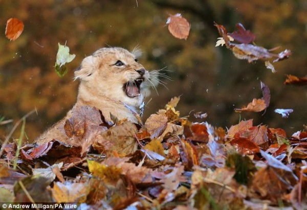 Adorable-lion-cub-Karis-loves-playing-with-Autumn-leaves10.1.1-600x412 (600x412, 234Kb)