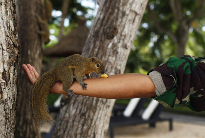 1321372059_nature_squirrel (700x472, 98Kb)