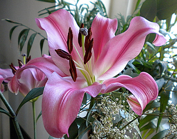 Lilium_1 (700x550, 513Kb)