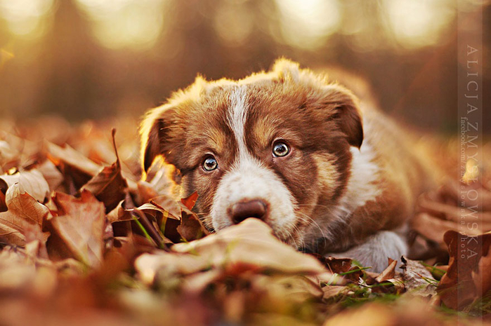 Dogs_by_Alicja_Zmyslowka_11 (700x465, 353Kb)