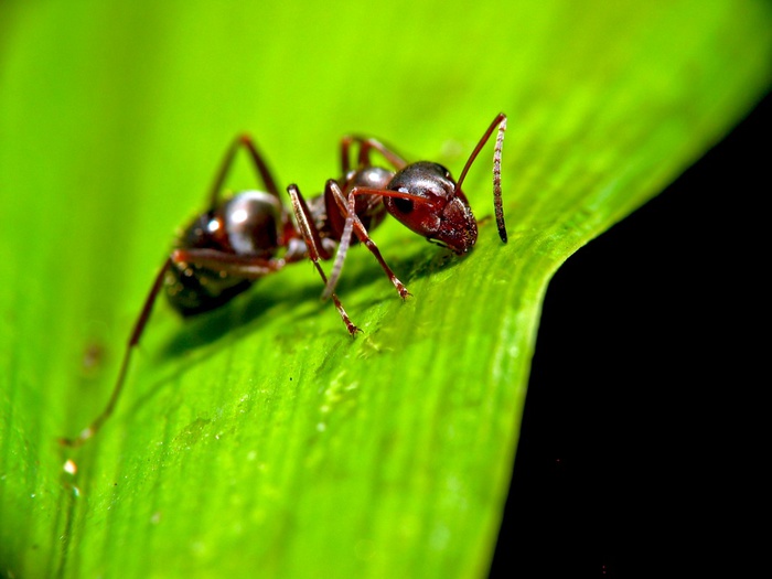 Ant_on_leaf (700x525, 80Kb)