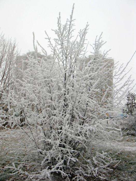 IMG_9061 (525x700, 520Kb)
