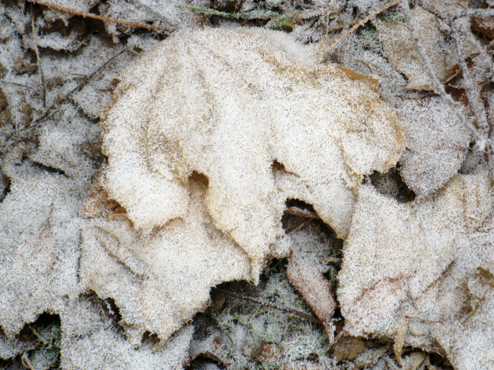 IMG_9042 (700x525, 642Kb)