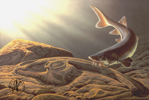 Lake Sturgeon-detail (500x337, 59Kb)