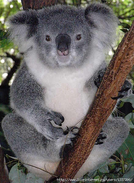 koala (438x599, 238Kb)
