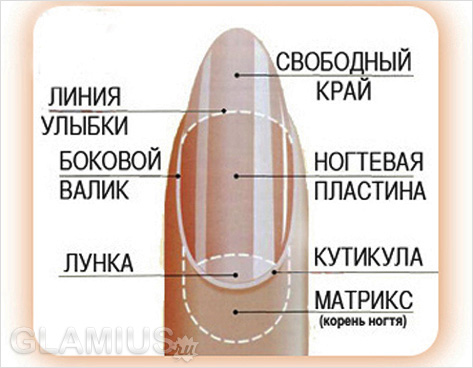 У меня ноготь у корней прозрачный У меня ноготь у корней прозрачный