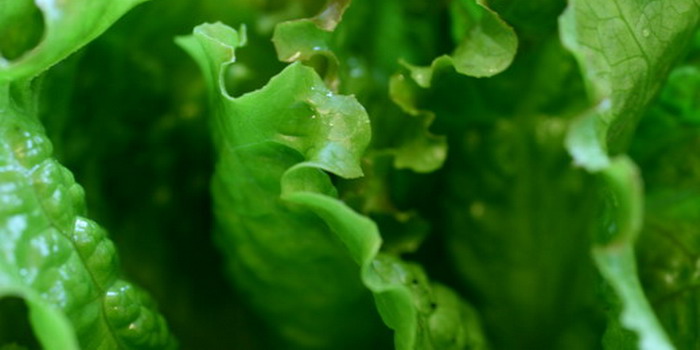 salat-9 (700x350, 45Kb)