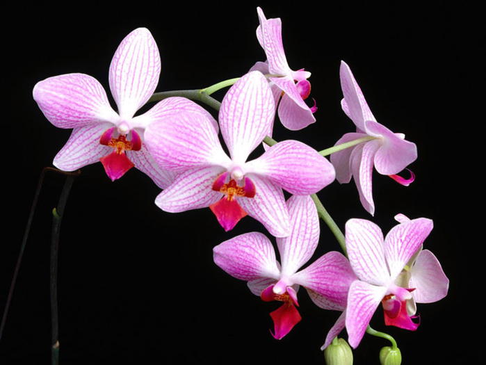 орхидеи 6 (700x525, 266Kb)
