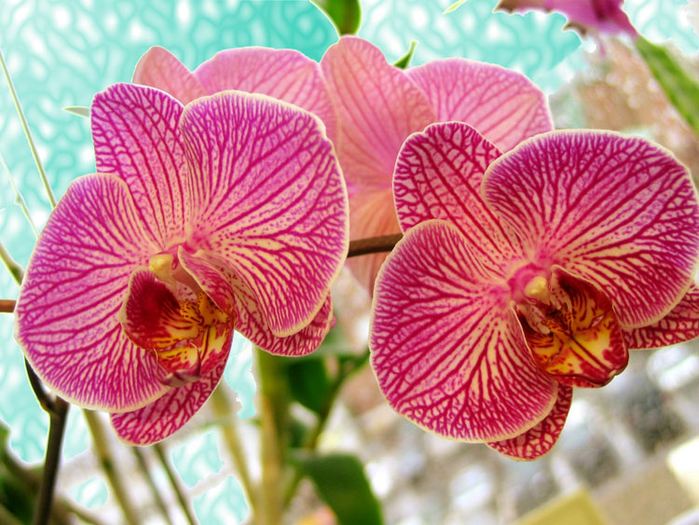 орхидеи 7 (700x525, 507Kb)