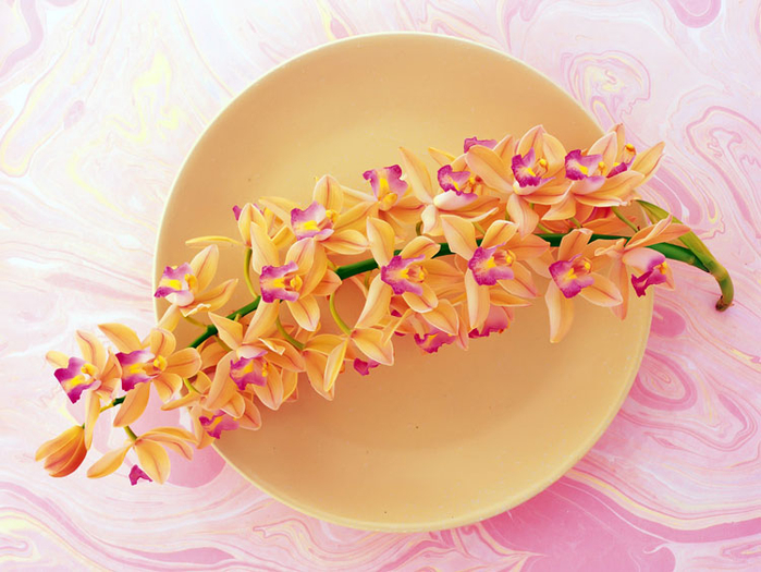 орхидеи 20 (700x525, 406Kb)