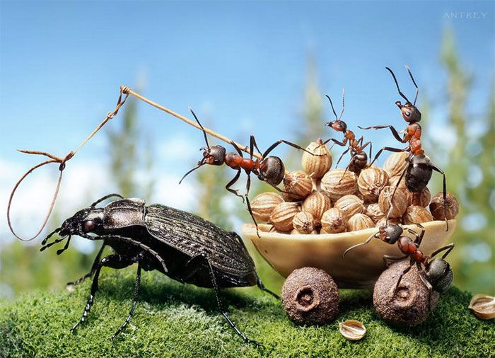 ants_sex (700x506, 343Kb)