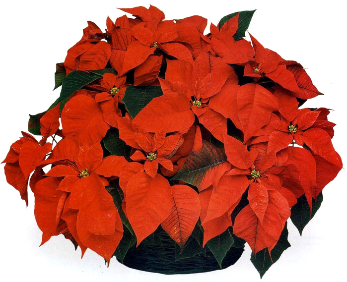 Poinsettia5 (700x569, 412Kb)