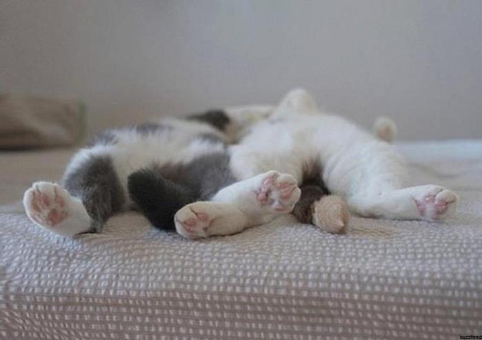 Фотографии 27 котов, уснувших в самых неудобных местах