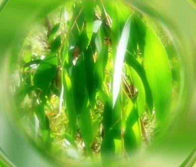 1751190_soignereucalyptus (395x336, 31Kb)