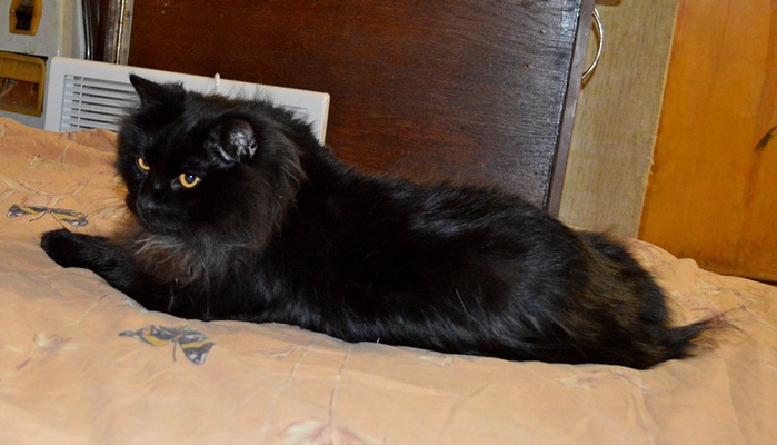 3821971_DSC_0007 (700x400, 93Kb)