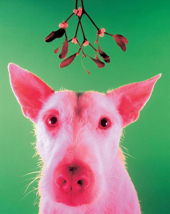 Рождественские открытки с собаками вместо оленей, кроликов и других