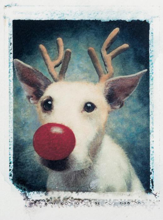Рождественские открытки с собаками вместо оленей, кроликов и других