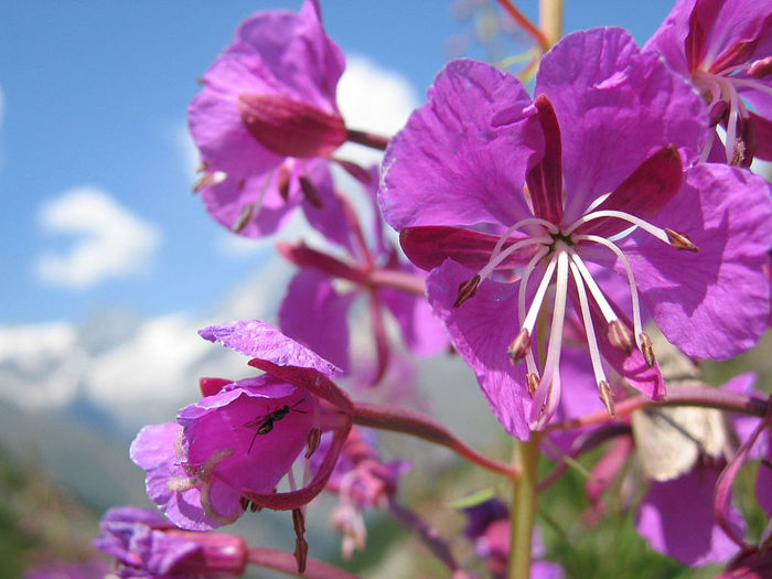 1024px-Epilobum_augustifolium_Aug2003 (700x525, 73Kb)