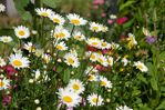  0_620bb_7506de4e_XL (700x465, 486Kb)