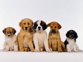dogs (275x206, 41Kb)