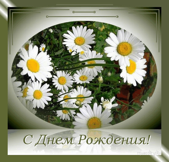 Поздравления с днём рождения ромашки Поздравления с днём рождения ромашки