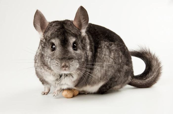 chinchilla_01 (700x465, 33Kb)