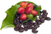 15363694-coffee-beans-and-red-ripe-coffe-3 (172x117, 41Kb)