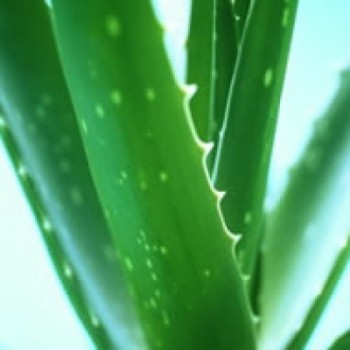 AloeVera (350x350, 18Kb)