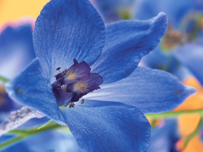 63988371_BlueDelphinium (700x525, 51Kb)