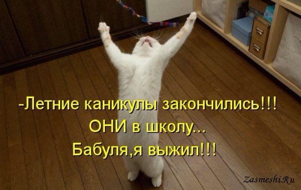 5680197_123Kanikulyzakonchilis_1_1_ (600x379, 58Kb)