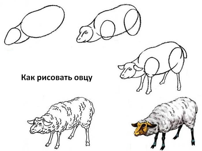 Как рисовать поэтапно овечек Как рисовать поэтапно овечек