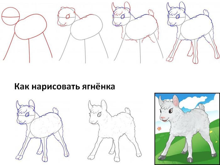 Как нарисовать барашка карандашом поэтапно для Как нарисовать барашка карандашом поэтапно для