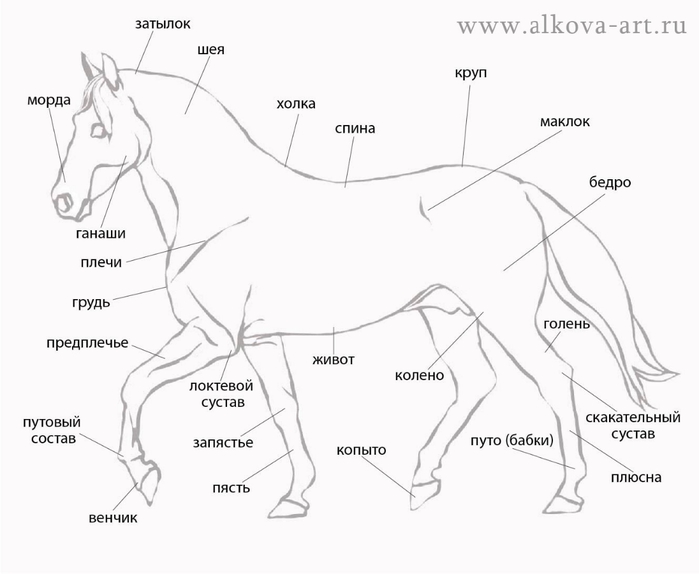 Как нарисовать седло поэтапно Как нарисовать седло поэтапно