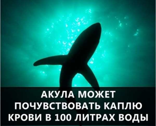 1423064272_024-ellf.ru (600x484, 181Kb)