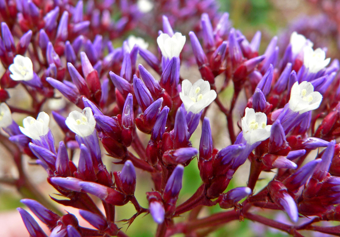 Limonium_perezii_3 (700x486, 458Kb)