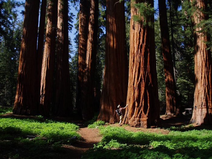 sequoia (700x525, 516Kb)