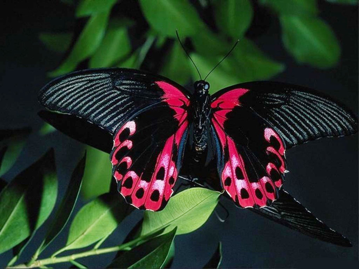 Beautiful-Butterflies-butterflies-9481188-1600-1200 (700x525, 333Kb)