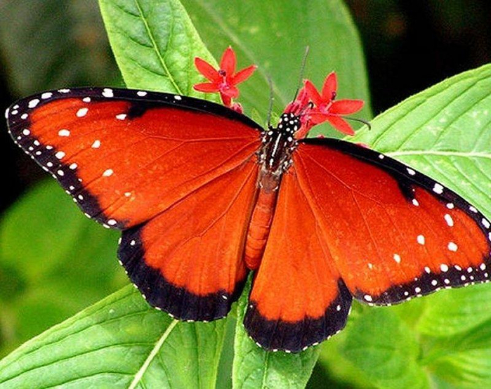 orange_butterfly-1000786 (700x554, 462Kb)