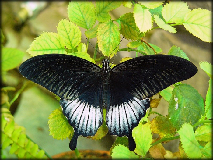 Papilio__Lovii (700x525, 449Kb)